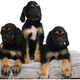 Snuppy’s clones (Image: Kim et al, Sci. Rep (2017))